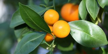 5 houseplants that you can eat