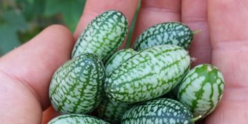 Unusual edibles to grow in your garden