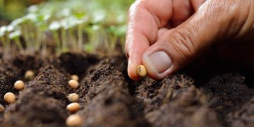 Sowing seeds directly into the soil