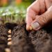 Sowing seeds directly into the soil