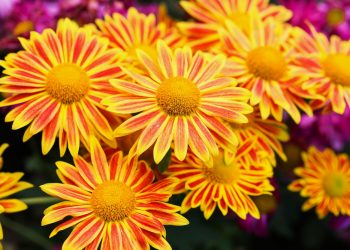 Some of the best blooming houseplants