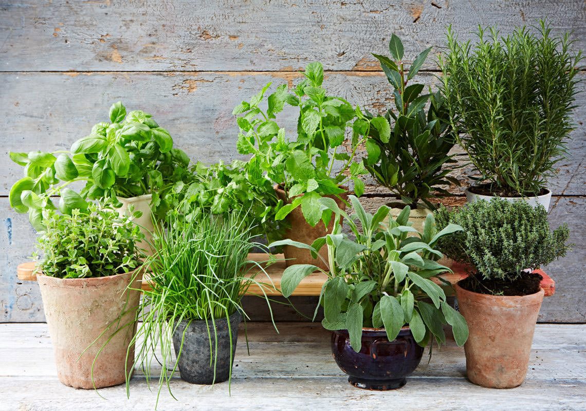Grow your herbs indoors