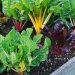 Learn what organic gardening really is