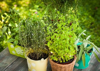 Growing herbs in containers