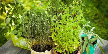 Growing herbs in containers