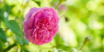 The best roses for your garden