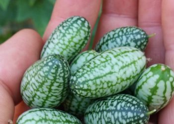 Unusual edibles to grow in your garden