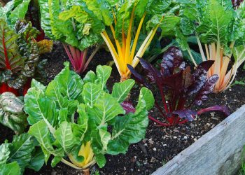 Learn what organic gardening really is