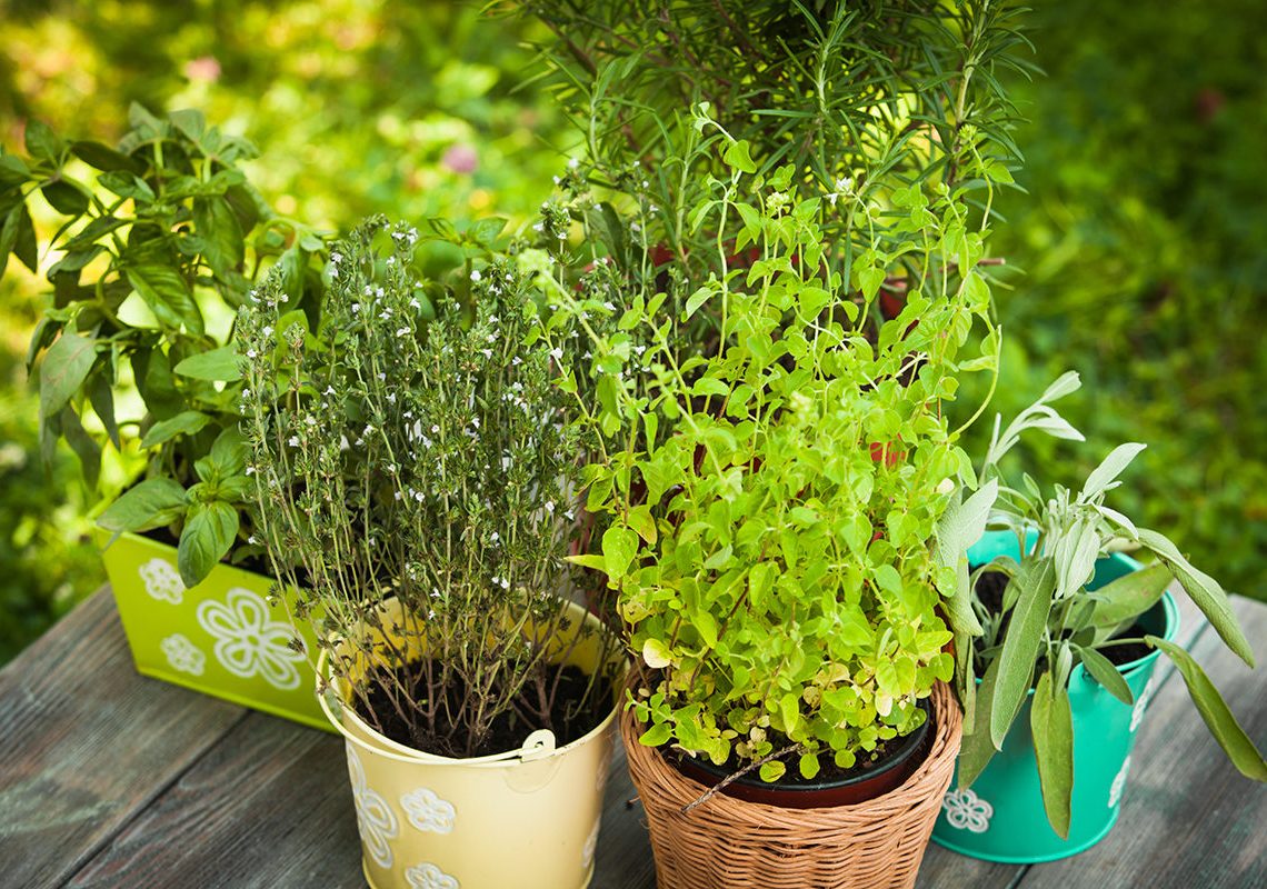  Medicinal herbs growing in pots on a balcony