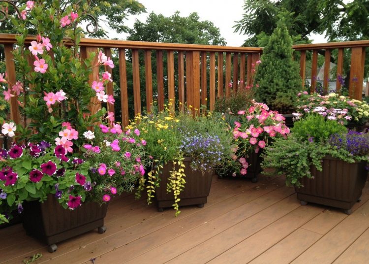 Tips to maintain a flowers garden xGardening